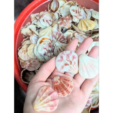 Vỏ Sò Kim Cương Trang Trí Vẽ Tranh Thủ Công - Giảm 21% Chỉ 17000đ/Lúc 2 Vỏ Sò Kim Cương Trang Trí Vẽ Tranh Thủ Công - Giảm 21% Chỉ 17000đ/Lúc 2