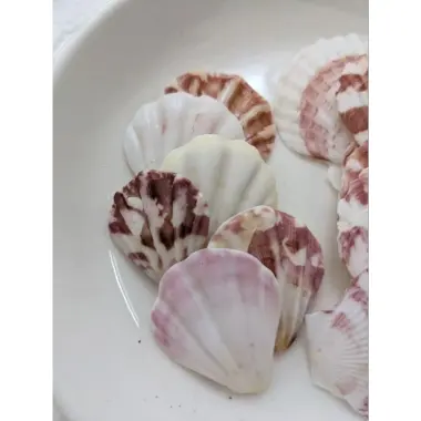 Vỏ Sò Kim Cương Trang Trí Vẽ Tranh Thủ Công - Giảm 21% Chỉ 17000đ/Lúc 4 Vỏ Sò Kim Cương Trang Trí Vẽ Tranh Thủ Công - Giảm 21% Chỉ 17000đ/Lúc 4