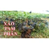 Xáo Tam Phân Nguyên Rễ Khô Sạch Hòn Hèo Khánh Hòa - Giảm 183k còn 610k 6