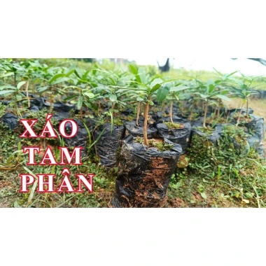 Xáo Tam Phân Nguyên Rễ Khô Sạch Hòn Hèo Khánh Hòa - Giảm 183k còn 610k 6