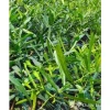 Xáo Tam Phân Nguyên Rễ Khô Sạch Hòn Hèo Khánh Hòa - Giảm 183k còn 610k 7