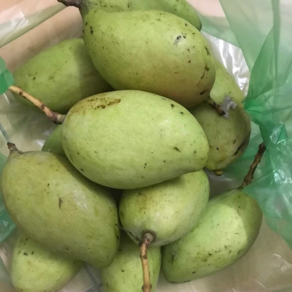 Trải nghiệm ăn Xoài Non Bao Tử 1kg: hương vị ngọt lịm và giao hàng nhanh ở Hà Nội
