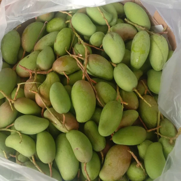 Hình ảnh sản phẩm Xoài Non Bao Tử 1kg - Giảm Giá Còn 75k, Ship Hỏa Tốc Hà Nội Nhanh Chóng