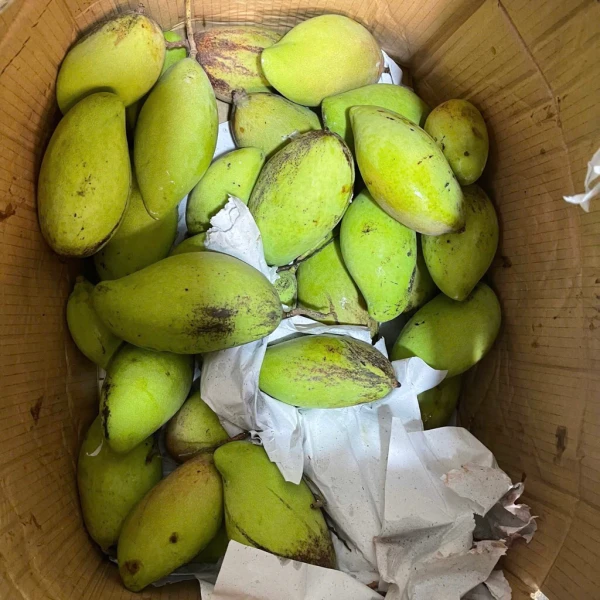 Hình ảnh sản phẩm Xoài Non Bao Tử 1kg - Giảm Giá Còn 75k, Ship Hỏa Tốc Hà Nội Nhanh Chóng