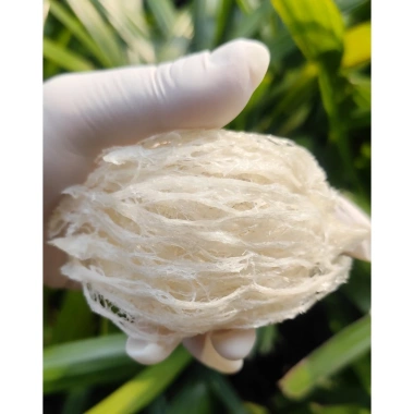 Yến Tinh Chế Yến Sào Đình Thảo 1kg - Tinh khiết, giàu dinh dưỡng, giảm còn 1.860.000