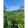 100g Trà Thái Nguyên thượng hạng, chè Quân Chu - Đại Từ -Thái Nguyên-(CAM KẾT TRÀ SẠCH KHÔNG HÓA CHẤT PHỤ GIA ĐỘC HẠI ) 2