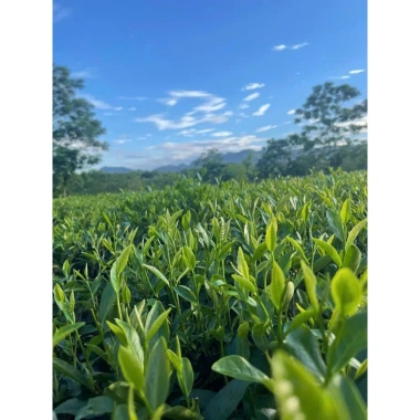 100g Trà Thái Nguyên thượng hạng, chè Quân Chu - Đại Từ -Thái Nguyên-(CAM KẾT TRÀ SẠCH KHÔNG HÓA CHẤT PHỤ GIA ĐỘC HẠI ) 2