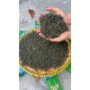 100g Trà Thái Nguyên thượng hạng, chè Quân Chu - Đại Từ -Thái Nguyên-(CAM KẾT TRÀ SẠCH KHÔNG HÓA CHẤT PHỤ GIA ĐỘC HẠI ) 6