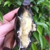Bánh Gai Bà Ngọc Ninh Giang Hải Dương Ít Ngọt Dẻo Ngon Giá Rẻ 49k 2