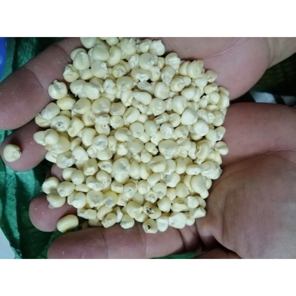 Hình ảnh sản phẩm Bắp Nếp Khô Nguyên Hạt Loại 1 - 1KG Thơm Ngon Dẻo Bùi Giá Tốt 22.125đ