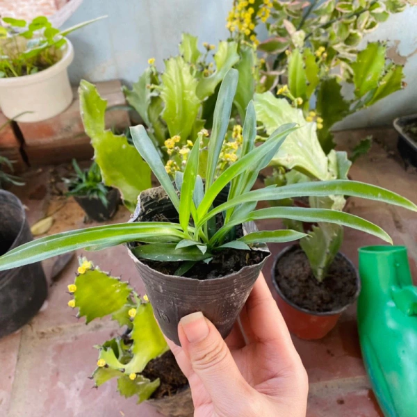 Hình ảnh sản phẩm Bầu cây Ngải Chiêu Tài, Ngải Nàng Chuyền thu hút khách, hút tài lộc, thanh lọc không khí - Thế Giới Dược Liệu
