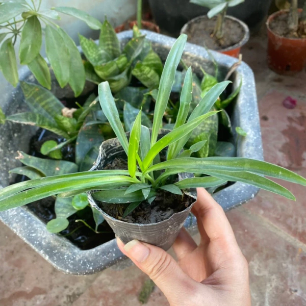 Tại sao bầu cây Ngải Chiêu Tài được ưa chuộng trong phong thủy tài lộc?