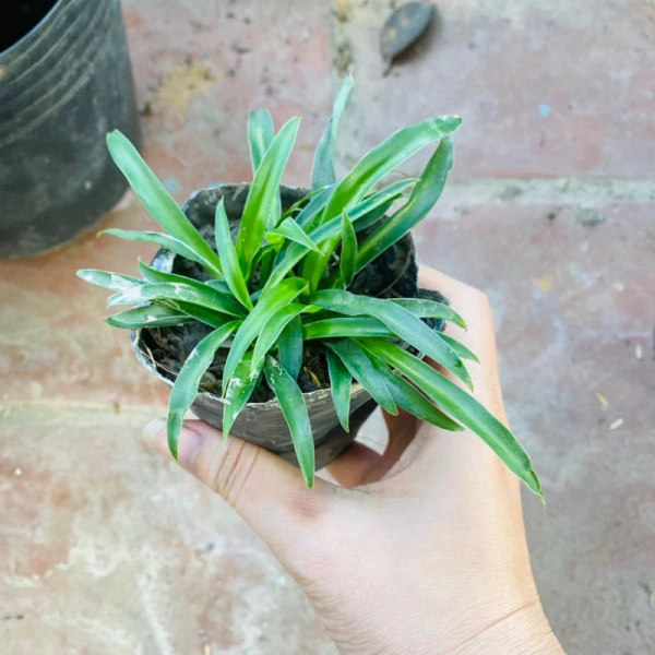 Hình ảnh sản phẩm Bầu cây Ngải Chiêu Tài, Ngải Nàng Chuyền thu hút khách, hút tài lộc, thanh lọc không khí - Thế Giới Dược Liệu
