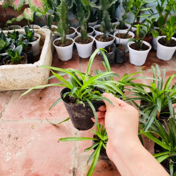 Hình ảnh sản phẩm Bầu cây Ngải Chiêu Tài, Ngải Nàng Chuyền thu hút khách, hút tài lộc, thanh lọc không khí - Thế Giới Dược Liệu
