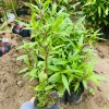 Cây giống Bọ Chó, cây Mần Tưới bầu cây khoẻ đẹp nhiều công dụng