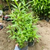 Cây giống Bọ Chó, cây Mần Tưới bầu cây khoẻ đẹp nhiều công dụng 2