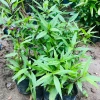 Cây giống Bọ Chó, cây Mần Tưới bầu cây khoẻ đẹp nhiều công dụng 3