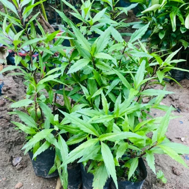 Cây giống Bọ Chó, cây Mần Tưới bầu cây khoẻ đẹp nhiều công dụng