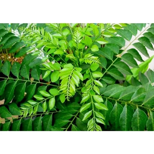 Hình ảnh sản phẩm Cây giống cà ri 35cm siêu rẻ 135.000 VNĐ Rất khỏe, giống chuẩn, chất lượng cao