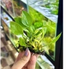 Cây Lan Nước Thủy Sinh Giá Rẻ - Gắn Giá Thể Napad Chỉ 14999đ 2