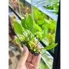 Cây Lan Nước Thủy Sinh Giá Rẻ - Gắn Giá Thể Napad Chỉ 14999đ 3