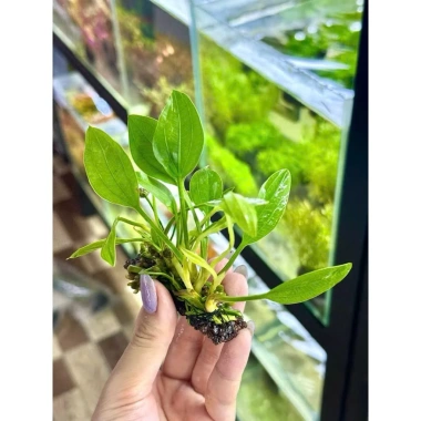 Cây Lan Nước Thủy Sinh Giá Rẻ - Gắn Giá Thể Napad Chỉ 14999đ 3 Cây Lan Nước Thủy Sinh Giá Rẻ - Gắn Giá Thể Napad Chỉ 14999đ 3