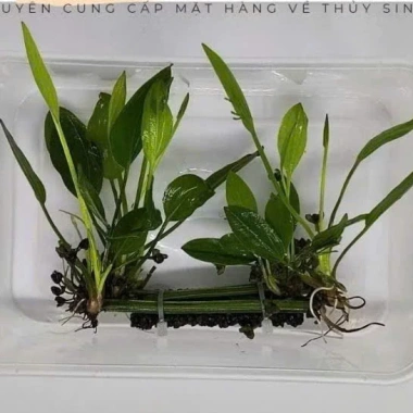 Cây Lan Nước Thủy Sinh Giá Rẻ - Gắn Giá Thể Napad Chỉ 14999đ 4 Cây Lan Nước Thủy Sinh Giá Rẻ - Gắn Giá Thể Napad Chỉ 14999đ 4