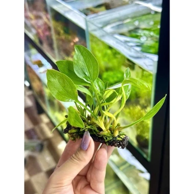 Cây Lan Nước Thủy Sinh Giá Rẻ - Gắn Giá Thể Napad Chỉ 14999đ 5 Cây Lan Nước Thủy Sinh Giá Rẻ - Gắn Giá Thể Napad Chỉ 14999đ 5