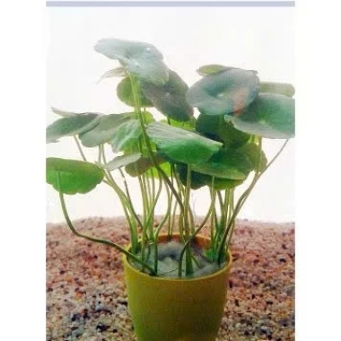 Cây Sen Dù Dễ Trồng, Không Cần CO2, Giá 2500đ - Cây Thủy Sinh Cho Người Mới 3 Cây Sen Dù Dễ Trồng, Không Cần CO2, Giá 2500đ - Cây Thủy Sinh Cho Người Mới 3