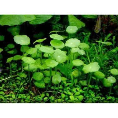 Cây Sen Dù Dễ Trồng, Không Cần CO2, Giá 2500đ - Cây Thủy Sinh Cho Người Mới 4 Cây Sen Dù Dễ Trồng, Không Cần CO2, Giá 2500đ - Cây Thủy Sinh Cho Người Mới 4