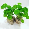 Cây Sen Dù Dễ Trồng, Không Cần CO2, Giá 2500đ - Cây Thủy Sinh Cho Người Mới 5