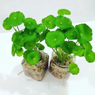 Cây Sen Dù Dễ Trồng, Không Cần CO2, Giá 2500đ - Cây Thủy Sinh Cho Người Mới 5 Cây Sen Dù Dễ Trồng, Không Cần CO2, Giá 2500đ - Cây Thủy Sinh Cho Người Mới 5