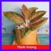 Cây thịnh vượng - Cây cảnh để bàn, thanh lọc không gian, giảm còn 45.000 VND