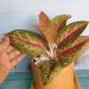 Cây thịnh vượng - Cây cảnh để bàn, thanh lọc không gian, giảm còn 45.000 VND 6