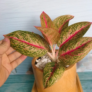 Cây thịnh vượng - Cây cảnh để bàn, thanh lọc không gian, giảm còn 45.000 VND 6