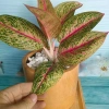 Cây thịnh vượng - Cây cảnh để bàn, thanh lọc không gian, giảm còn 45.000 VND 7
