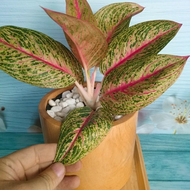 Cây thịnh vượng - Cây cảnh để bàn, thanh lọc không gian, giảm còn 45.000 VND 7