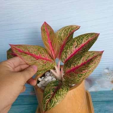 Cây thịnh vượng - Cây cảnh để bàn, thanh lọc không gian, giảm còn 45.000 VND 8