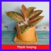 Cây thịnh vượng - Cây cảnh để bàn, thanh lọc không gian, giảm còn 45.000 VND 10