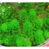 Cây Tiểu Bảo Tháp Thủy Sinh Dễ Trồng, Không Cần CO2, Giá Chỉ 8900đ 3