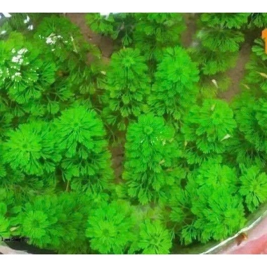 Cây Tiểu Bảo Tháp Thủy Sinh Dễ Trồng, Không Cần CO2, Giá Chỉ 8900đ 3