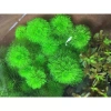 Cây Tiểu Bảo Tháp Thủy Sinh Dễ Trồng, Không Cần CO2, Giá Chỉ 8900đ 4