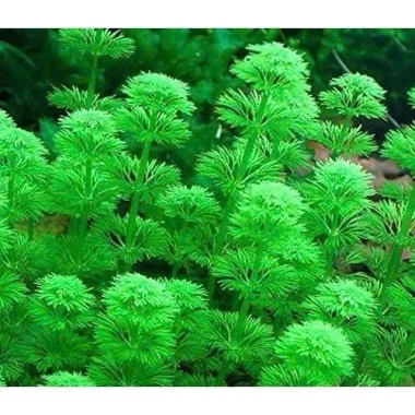 Cây Tiểu Bảo Tháp Thủy Sinh Dễ Trồng, Không Cần CO2, Giá Chỉ 8900đ 5