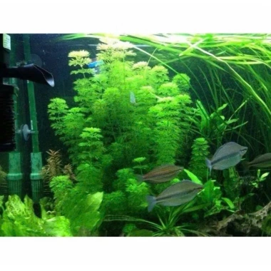 Cây Tiểu Bảo Tháp Thủy Sinh Dễ Trồng, Không Cần CO2, Giá Chỉ 8900đ 6