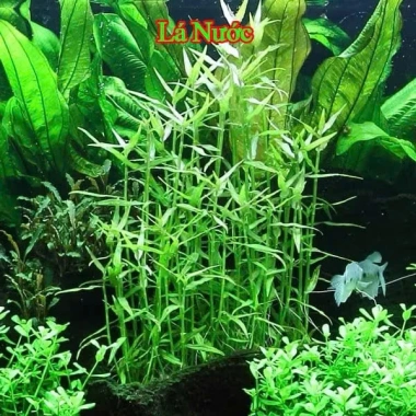Cây Tre Nước Dễ Chăm Sóc - Không Cần CO2, Giá Chỉ 8999đ Tại Hà Nội 3