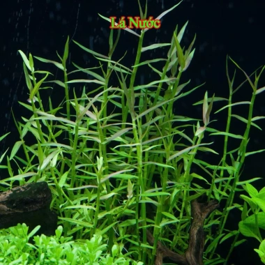 Cây Tre Nước Dễ Chăm Sóc - Không Cần CO2, Giá Chỉ 8999đ Tại Hà Nội 4