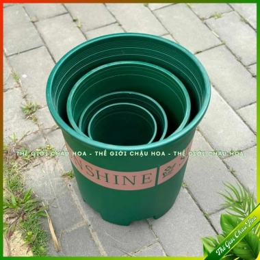 Chậu nhựa SUNSHINE đựng hoa hồng, cây mini - Để bàn, Treo ban công, Giá tốt 19k