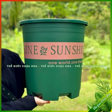 Chậu nhựa SUNSHINE đựng hoa hồng, cây mini - Để bàn, Treo ban công, Giá tốt 19k