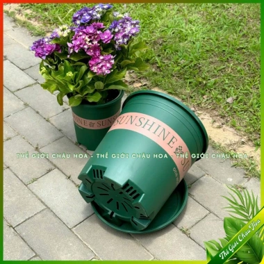 Chậu nhựa SUNSHINE đựng hoa hồng, cây mini - Để bàn, Treo ban công, Giá tốt 19k