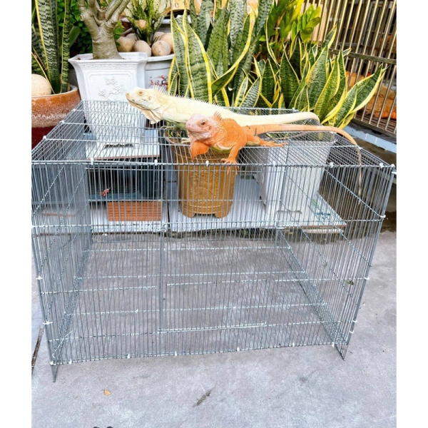 Hướng dẫn lựa chọn chuồng nuôi rồng Nam Mỹ Iguana phù hợp cho không gian nhà bạn